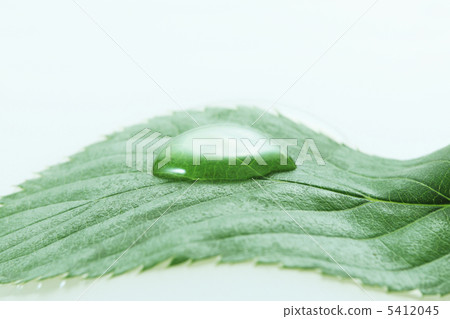 新鮮的綠色和下降 5412045