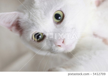 Stock Photo: white cat, japanese cat, a cat