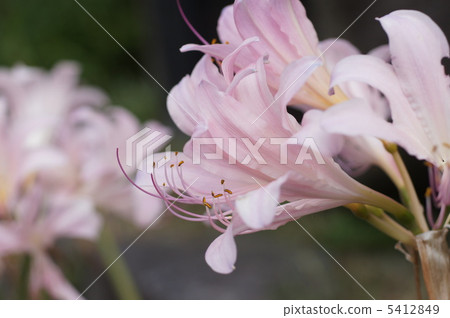 Natsuisen Sen Natsuisen Sen 5412849