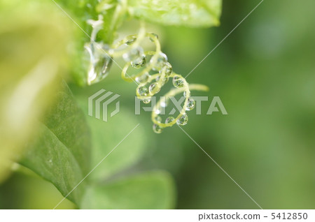 Winding vine Winding vine 5412850