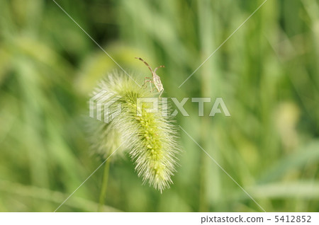 Hosohari stink bug 5412852