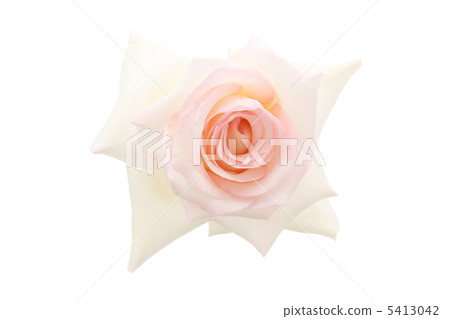 Rose Madame Joule Boucher 5413042