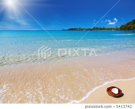 Coconut on the beach 5413742