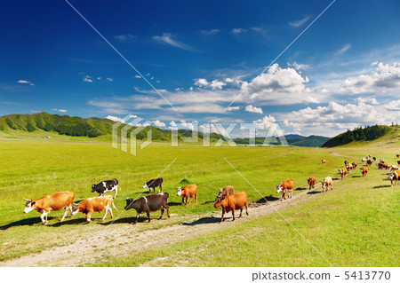 Rural landscape with cows herd 5413770