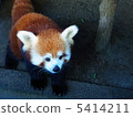 Lesser panda 5414211