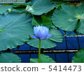 Water lily 5414473