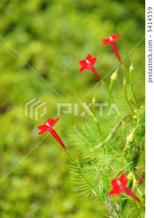 八月Lepinaceae和Hiragaoidae 13 八月Lepinaceae和Hiragaoidae 13 5414559