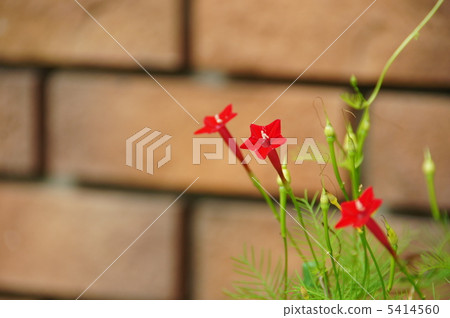 八月Lepinaceae和膜翅目12 5414560