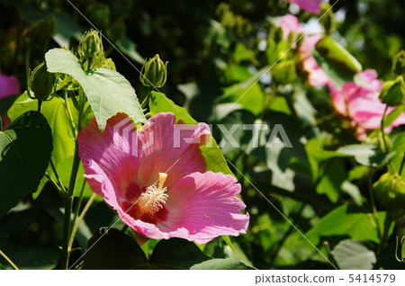 August Sweet Fodder and Melonaceae 16 August Sweet Fodder and Melonaceae 16 5414579