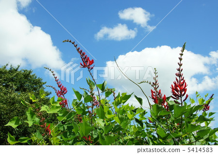 August Corn / Legume 09 5414583