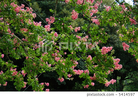 August Culverberry · Miso Hagi Department 56 5414597