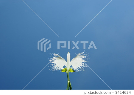 八月Sagisou / Orchid Department 57 八月Sagisou / Orchid Department 57 5414624