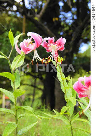 八月莉莉和莉莉20 八月莉莉和莉莉20 5414644