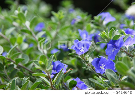 八月美國藍色Hirugao家庭10 5414648