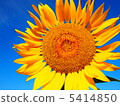 Under the blue sky, the sunflower of Oya 5414850