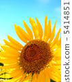 Under the blue sky, the sunflower of Oya 5414851