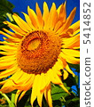 Under the blue sky, the sunflower of Oya 5414852