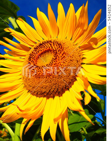 Under the blue sky, the sunflower of Oya 5414852