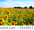 Under the blue sky, many sunflowers 5414853