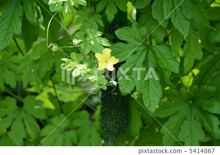 植物花和葉子 植物花和葉子 5414867