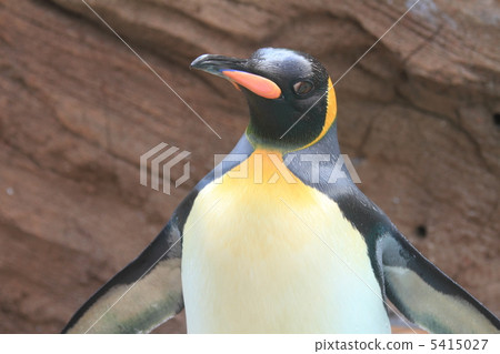 King penguin 5415027