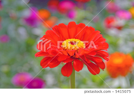 Sinia 5415075