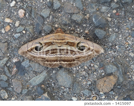 Moth Moth 5415097