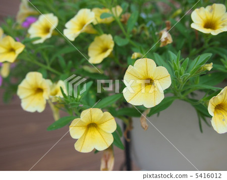 Flowers Flowers 5416012