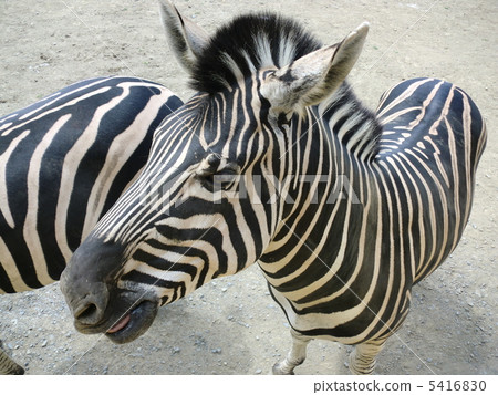 zebra 5416830