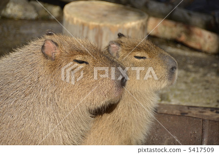 Capybara's couple Capybara's couple 5417509