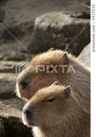 Capybara's couple Capybara's couple 5417510