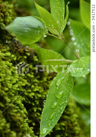 Drop of green 5417512