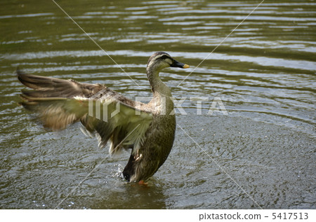 Flaming ducks 5417513