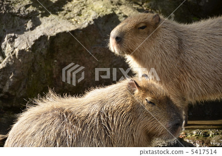 Capybara's couple 5417514