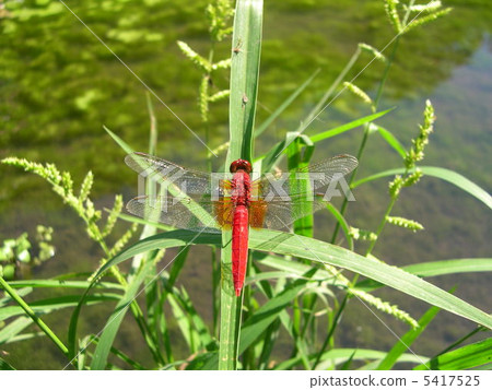 紅蜻蜓 5417525