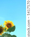 Sunflower looking up 5417570