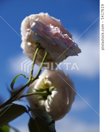 Svenil de la Malmaison Svenil de la Malmaison 5417619