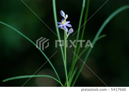 Himeya Blanc 5417680