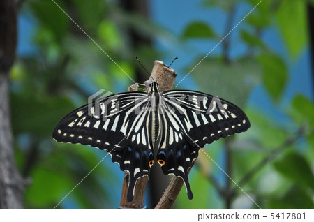 Lifting butterfly resting with dead branches 5417801