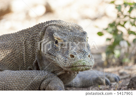 Komodo Dragon 5417901