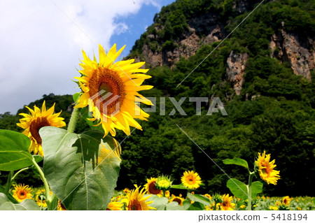 向日葵 向日葵 5418194
