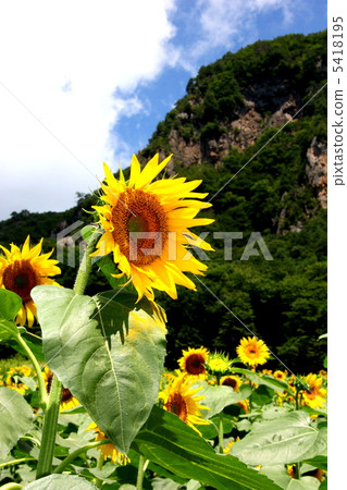 向日葵 5418195