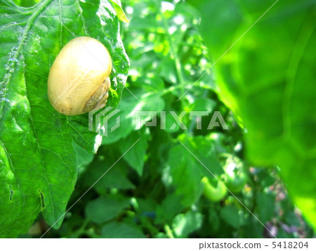 Snails and leaves Snails and leaves 5418204