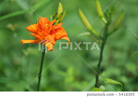 夏天花〜Yabukanzou~ 夏天花〜Yabukanzou~ 5418305