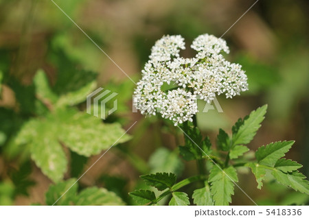 Summer flowers ~ Seri ~ 5418336