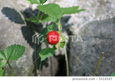 snake strawberry 5418587