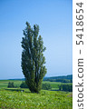 Hokkaido, Furano tree 5418654