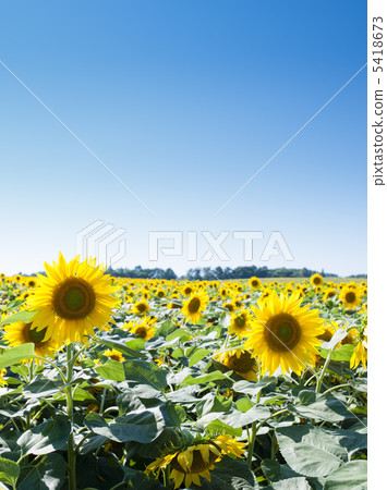 Sunflower field Sunflower field 5418673