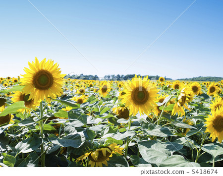 Sunflower field 5418674