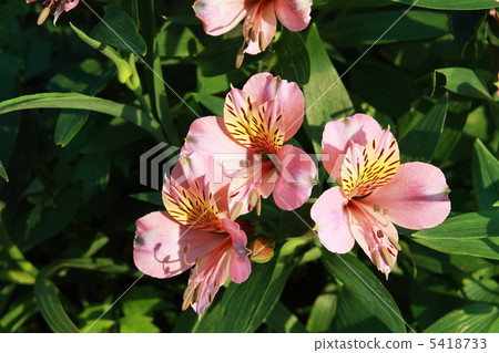 Alstroemeria Alstroemeria 5418733
